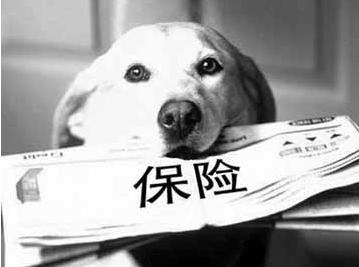 寵物保險(xiǎn)怎么挑選？有寵物的你確定不了解一下？